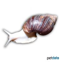 Giant African Landsnail 'White Jade' (Achatina fulica)