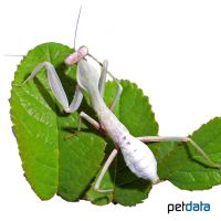 Giant African Mantis (Sphodromantis viridis)