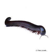 Giant African Millipede (Archispirostreptus gigas)