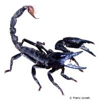 Giant Blue Scorpion (Heterometrus spinifer)