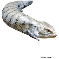 Giant Bluetongue Skink (Tiliqua gigas)