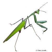 Giant Indian Mantis (Hierodula membranacea)