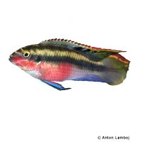 Giant Kribensis (Pelvicachromis sacrimontis)