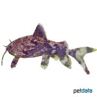 Giant Moth Catfish (Erethistes pusillus)