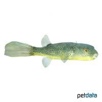 Giant Puffer (Tetraodon mbu)