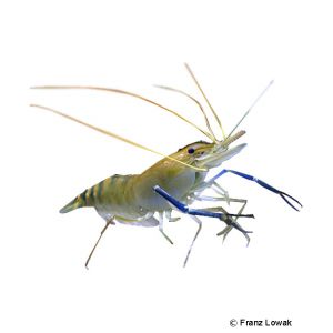 Giant River Prawn (Macrobrachium rosenbergii) - Pet Wiki