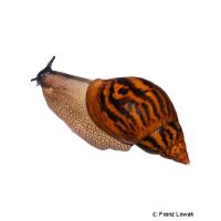 Giant Tiger Landsnail (Achatina achatina)