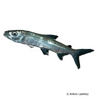 Giant Tigerfish (Hydrocynus goliath)