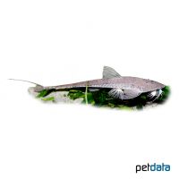Giant Whiptail Catfish (Pseudohemiodon laticeps)