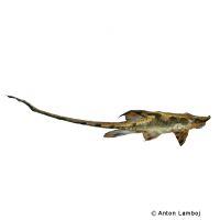 Giant Whiptail Catfish (Sturisomatichthys aureum)