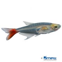 Glass Bloodfin (Prionobrama filigera)