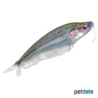 Glass Catfish (Kryptopterus sabanus)
