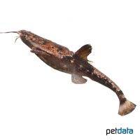 Gnarled Catfish (Bunocephalus verrucosus)
