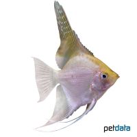 Gold Angelfish (Pterophyllum scalare var.)