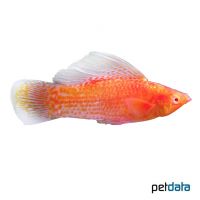 Gold Dust Albino Sailfin Molly (Poecilia latipinna var.)