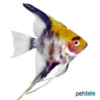 Gold Head Koi Angelfish (Pterophyllum scalare var.)