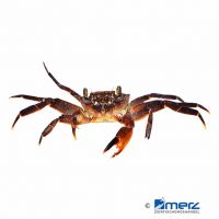 Gold Leg Matano Crab (Parathelphusa ferruginea)