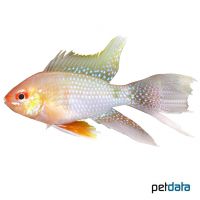 Gold Long Fin Ram (Mikrogeophagus ramirezi 'Gold Long Fin')