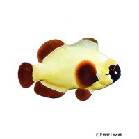 Gold Nugget Maroon Clownfish (Premnas biaculeatus)