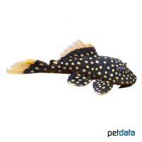 Gold Nugget Pleco (Baryancistrus xanthellus)