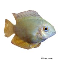 Gold Severum (Heros efasciatus 'Gold')