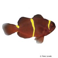 Gold Stripe Maroon Clownfish (Premnas biaculeatus)