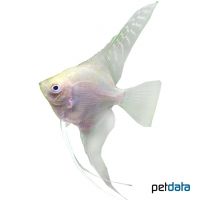Gold Veil Angelfish (Pterophyllum scalare var.)