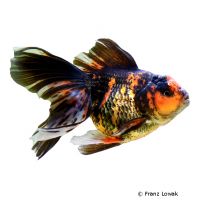 Gold-black Oranda Goldfish (Carassius auratus auratus)