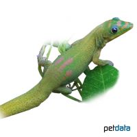 Gold-dust Day Gecko (Phelsuma laticauda)