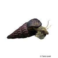 Gold-dust Rabbit Snail (Tylomelania towutensis)