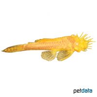 Golden Albino Bristlenose Catfish (Ancistrus cf. cirrhosus 'Gold Albino')