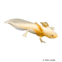 Golden Axolotl (Ambystoma mexicanum 'Gold')