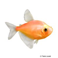 Golden Black Skirt Tetra (Gymnocorymbus ternetzi 'Gold')