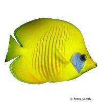 Golden Butterflyfish (Chaetodon semilarvatus)