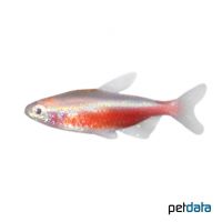 Golden Cardinal Tetra (Paracheirodon axelrodi 'Gold')