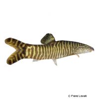 Golden Chinese Loach (Sinibotia superciliaris)