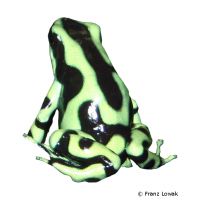 Golden Dart Frog (Dendrobates auratus)