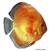 Golden Discus (Symphysodon aequifasciatus var.)