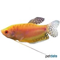 Golden Gourami (Trichopodus trichopterus 'Gold')