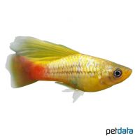 Golden Hi Fin Variable Platy (Xiphophorus variatus var.)