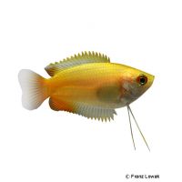 Golden Honey Gourami (Trichogaster chuna 'Gold')