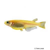 Golden Japanese Ricefish (Oryzias latipes 'Gold')