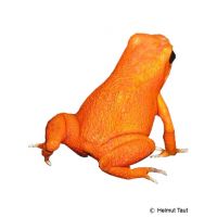 Golden Mantella (Mantella aurantiaca)