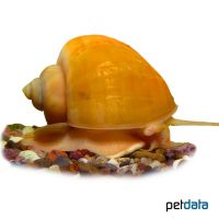 Golden Mystery Snail (Pomacea bridgesii 'Gold')