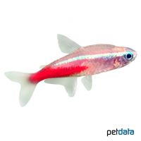 Golden Neon Tetra (Paracheirodon innesi 'Gold')