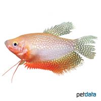 Golden Pearl Gourami (Trichopodus leerii 'Gold')