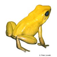 Golden Poison Frog (Phyllobates terribilis)