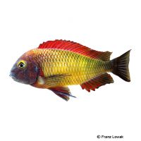 Golden Red Kachese Tropheus (Tropheus sp. 'Red Kachese Gold')