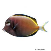 Golden Rim Surgeonfish (Acanthurus nigricans)