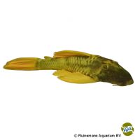 Golden Sailfin Pleco (Hypostomus luteus)